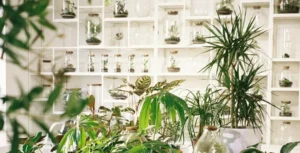 Read more about the article Top 8 Indoor Hydroponic Gardens for a Smart Home