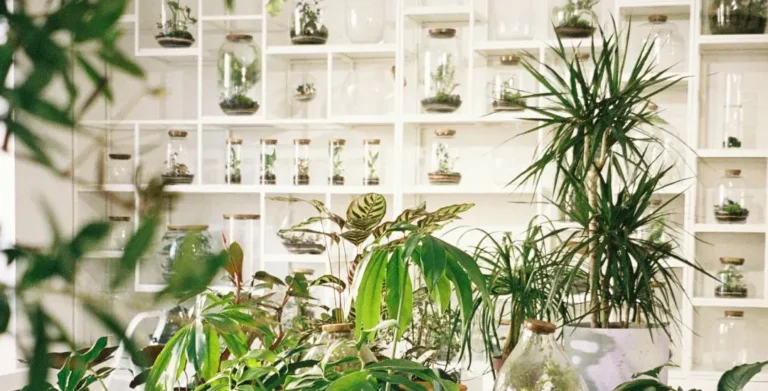Top 8 Indoor Hydroponic Gardens for a Smart Home