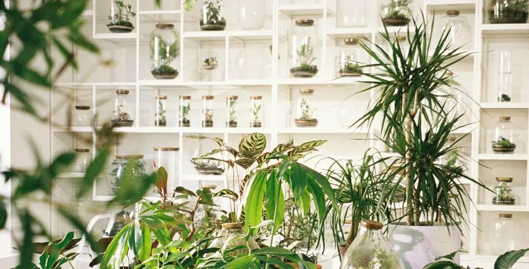 You are currently viewing Top 8 Indoor Hydroponic Gardens for a Smart Home